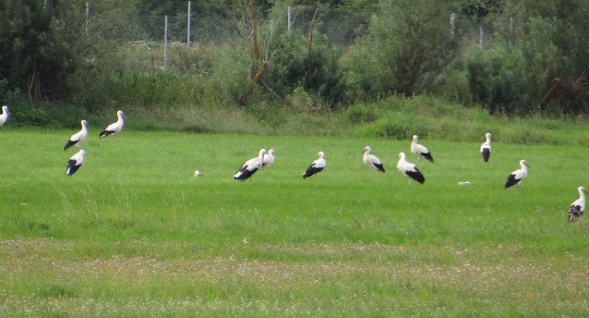 W Beskidach trwają sejmiki bocianie