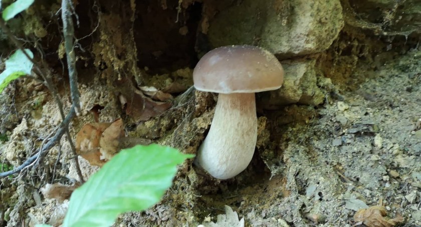 W Beskidach na dobre rozpoczął się sezon grzybowy