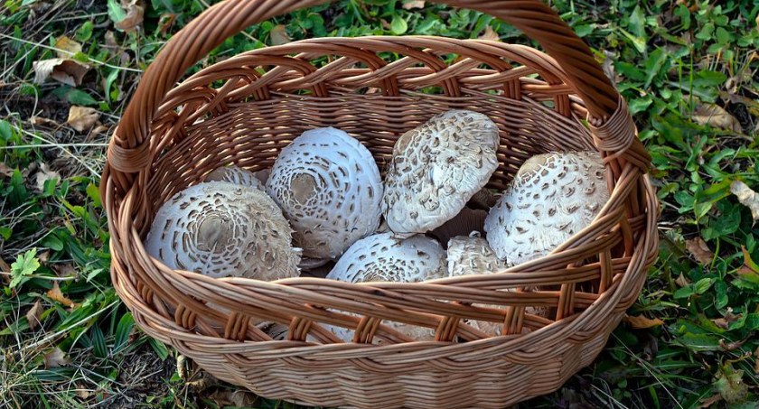 Kanie – gdzie szukać? Jak odróżnić je od muchomora?