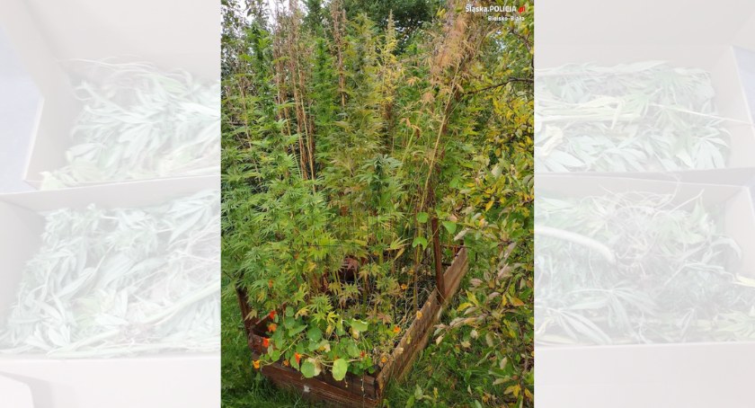 Przydomowa plantacja marihuany w powiecie bielskim zlikwidowana