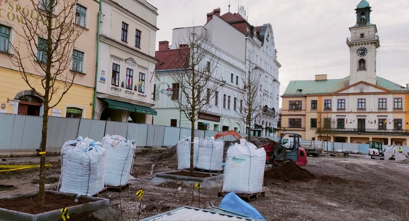 Zasadzono drzewa na cieszyńskim Rynku