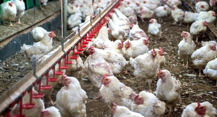 Ptasia grypa już w Bielsku-Białej i powiecie bielskim