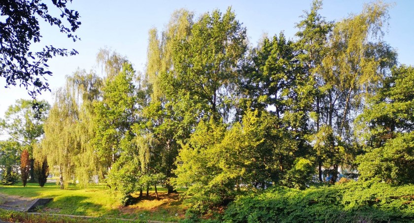 Bielsko-Biała wygrała elektryczny las | To nagroda za zaangażowanie bielszczan w recykling
