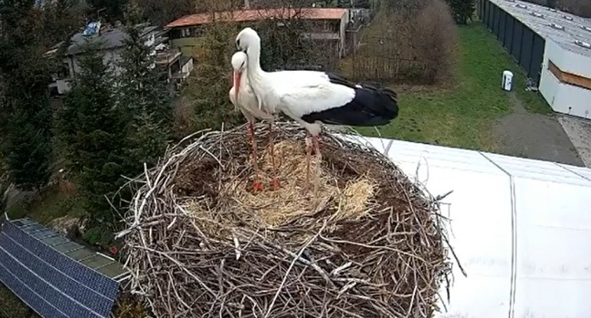 Czantorka i Beskidek wróciły do swojego gniazda w Ustroniu