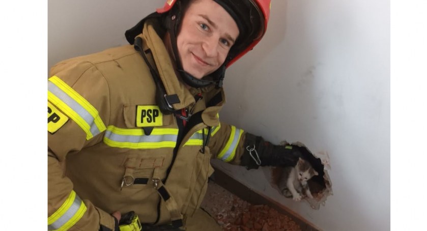 Strażacy ruszyli z pomocą kotkowi uwięzionemu w ścianie