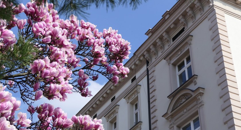 Szlak Kwitnących Magnolii w Cieszynie | Przebieg trasy