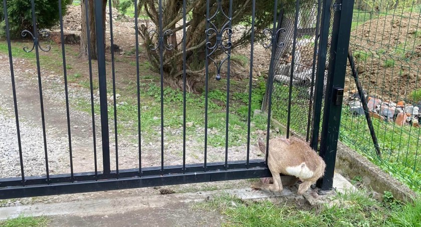 Płot śmiertelną pułapką dla zwierząt | Kolejne sarny nie przeżyły w miejskiej dżungli [FOTO]