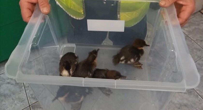 Małe kaczuszki zostały uwięzione w śluzie młyna