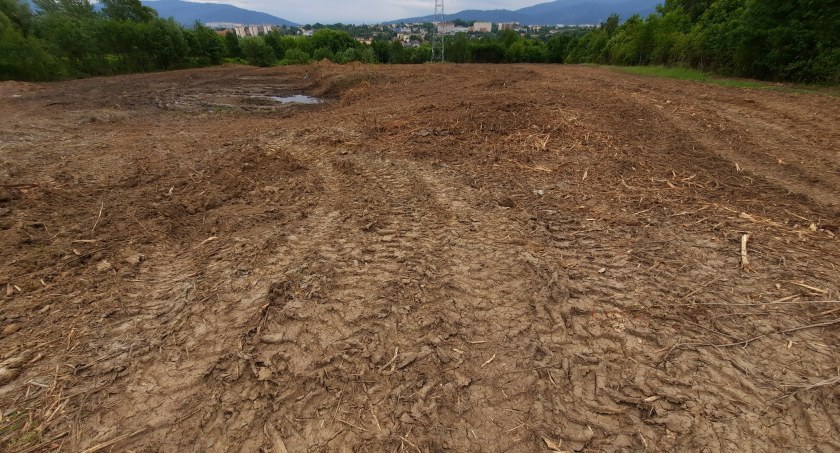 Kolejna wycinka na Sarnim Stoku. Radni piszą do prezydenta miasta