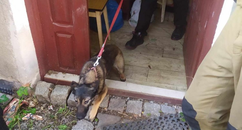 Pies zostawiony na 9 dni bez jedzenia i wody | Służby weszły do domu w Bielsku-Białej [FOTO]