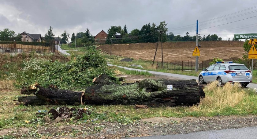 Wycięli drzewo pod drogę S1, a nie powinni | W pniu znaleziono pisklęta [FOTO]