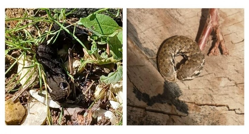Dziwne węże pojawiają się w ogrodach w Bielsku-Białej?