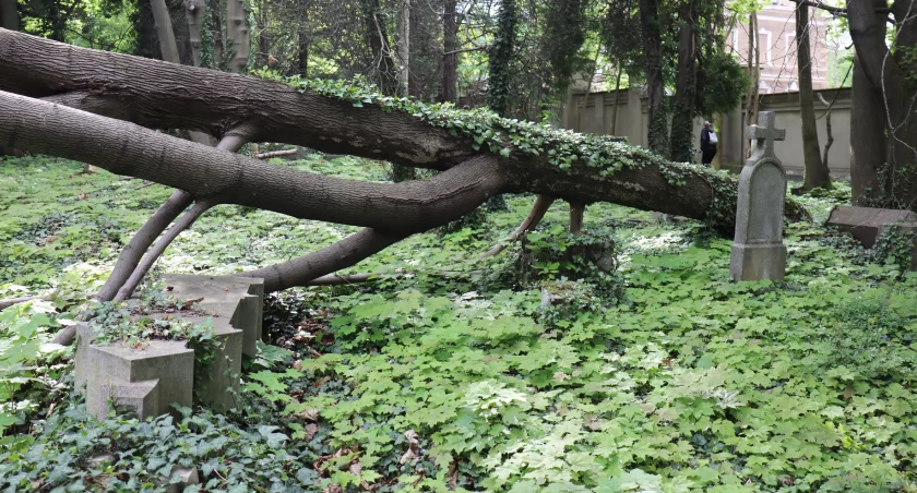 Czy na cmentarzu ewangelickim powstanie Park Pamięci? Pomysł spodobał się w Ratuszu