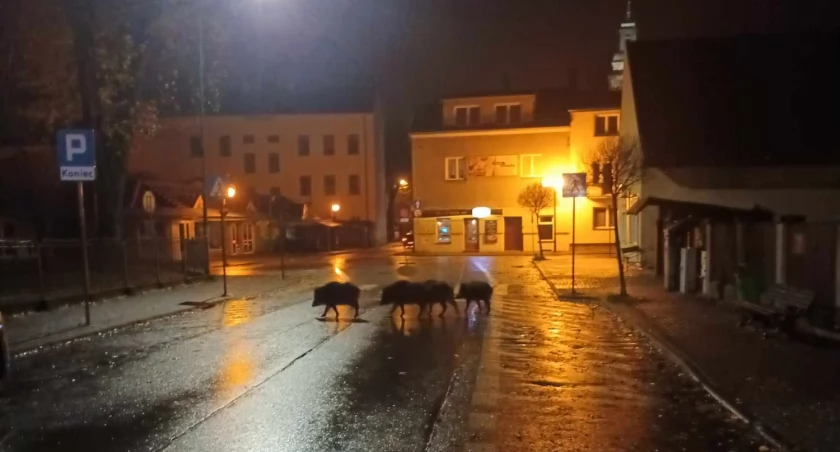 Problem z dzikami w Żywcu