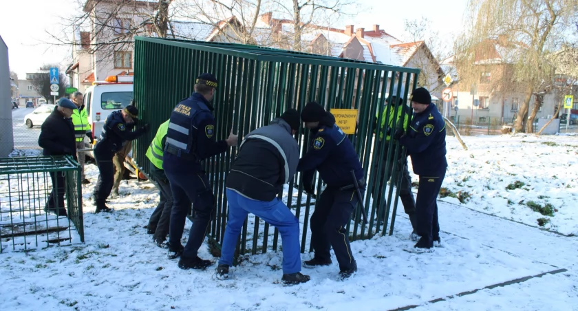 Żywiec testuje ogromną klatkę do wyłapywania dzików