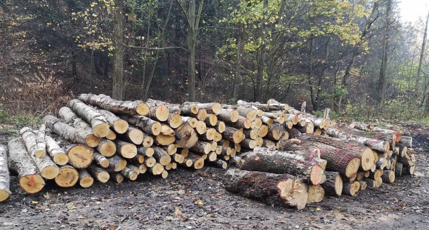 Stowarzyszenie Olszówka wysłało list w obronie lasów do nowej minister klimatu