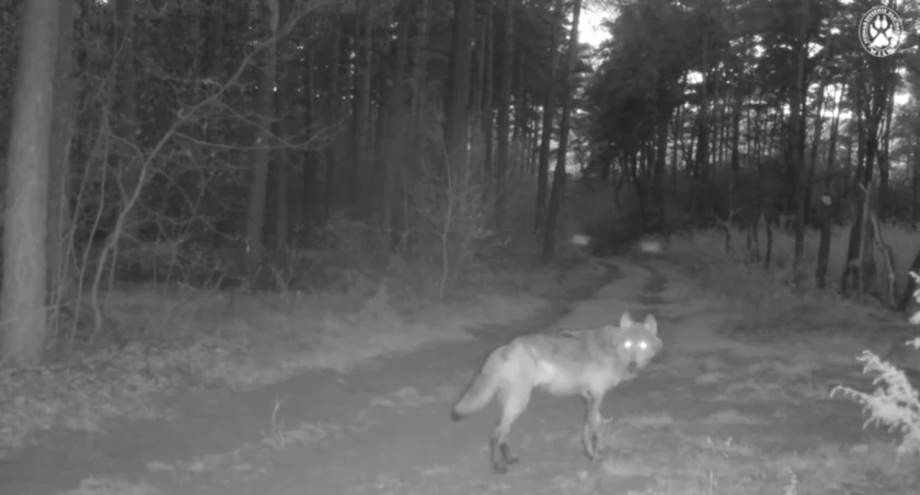 Baldur, wilk rehabilitowany w Bielsku-Białej, nie żyje