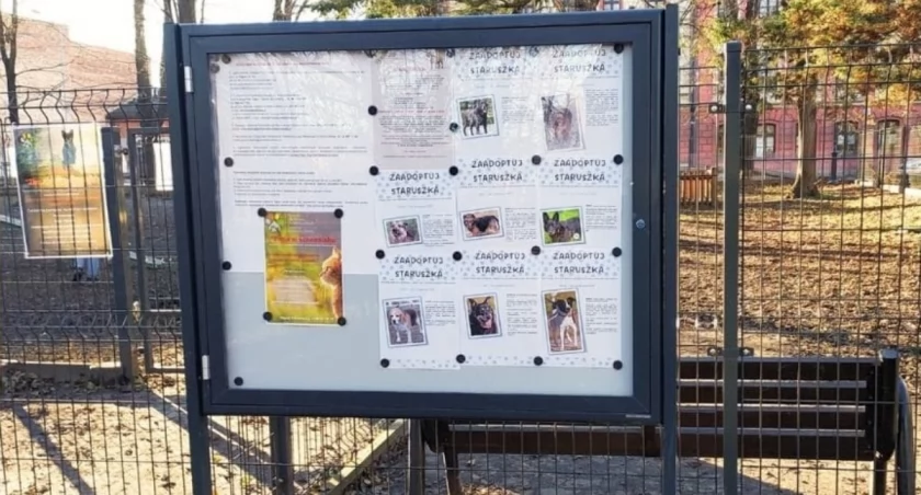 Specjalne tablice zachęcają do adopcji psów ze schroniska w Bielsku-Białej