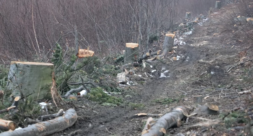 Trwa zbiórka podpisów pod petycją o wstrzymanie wycinki lasów wokół Bielska-Białej