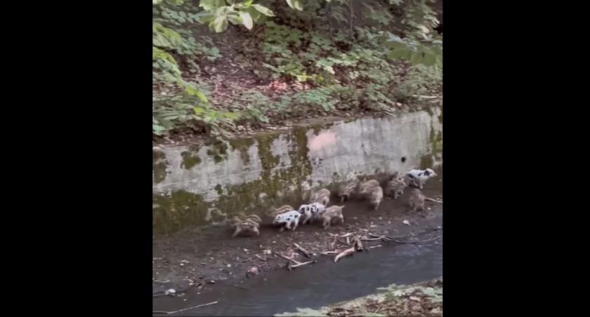 [FILM] Małe dziki utknęły w korycie rzeki. Akcja ratunkowa Mysikrólika i strażaków