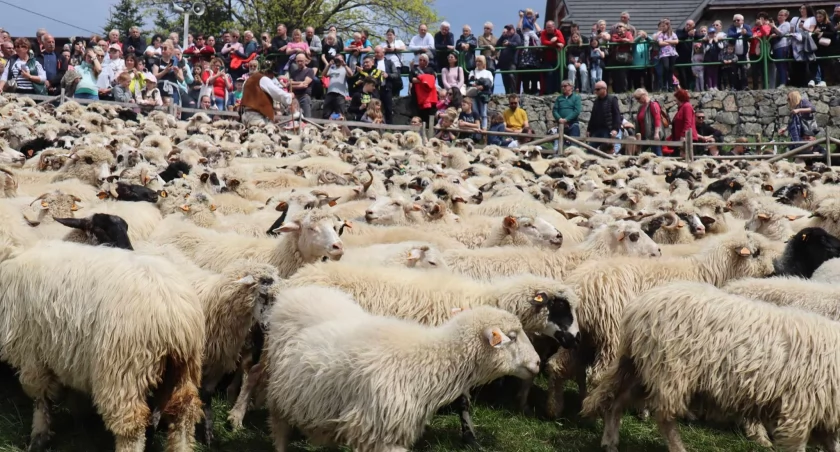 Dziewięćsił Festiwal 2025 to ciekawe wydarzenia aż w dziewięciu miejscach