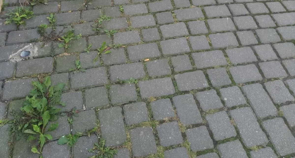 Czytelnik alarmuje: Zaniedbane chodniki w centrum miasta
