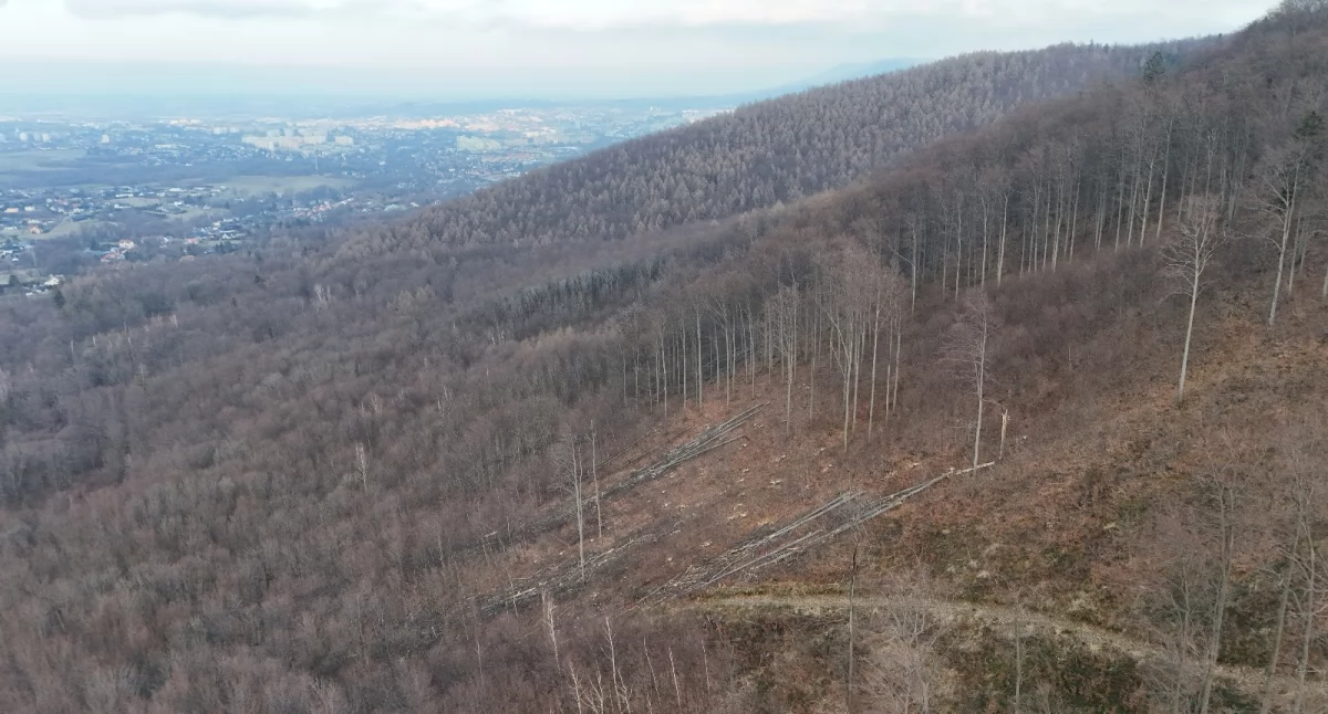 Starolas pod topór? Kontrowersje wokół wycinki drzew w Bielsku-Białej . Nadleśnictwo Bielsko wydało oświadczenie
