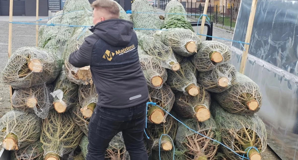 Choinki na ratunek rybom: w Żywiecczyźnie powstają naturalne tarliska