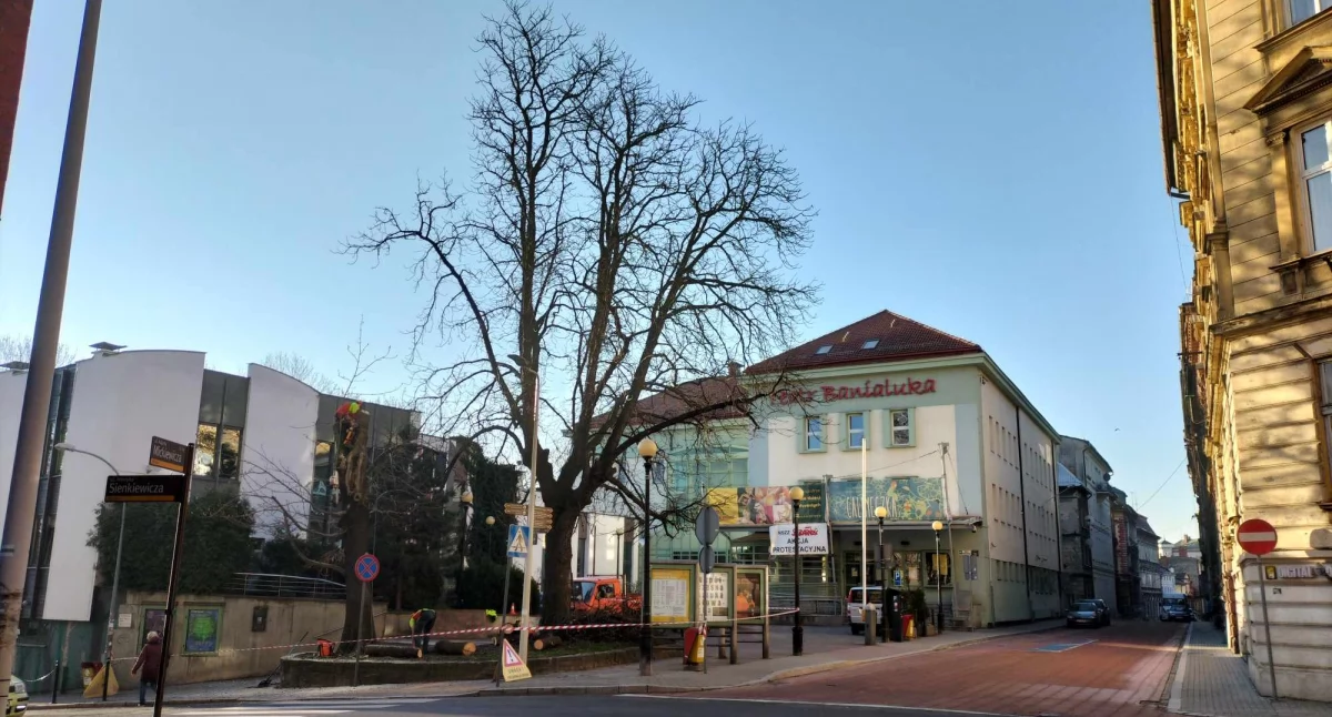 Stuletni kasztanowiec obok Banialuki ocalony 