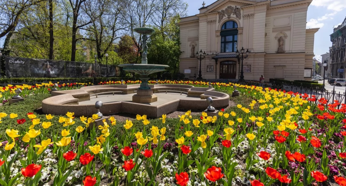 Bielsko-Biała tonie w kwiatach. Tysiące tulipów, Żonkili i bratków zdobią skwery i pobocza