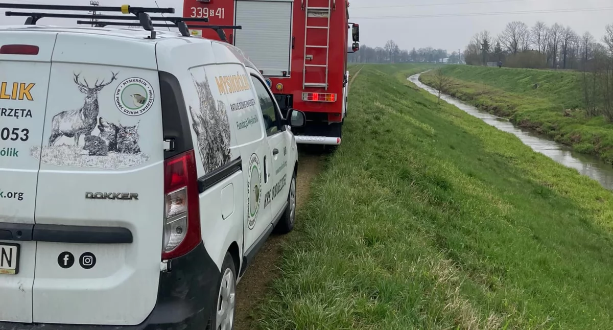 Dramatyczna akcja ratunkowa saren na prywatnej posesji z udziałem starażaków i Mysikrólika
