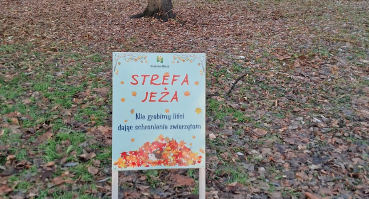 Bielsko‑Biała na liście gmin przyjaznych jeżom