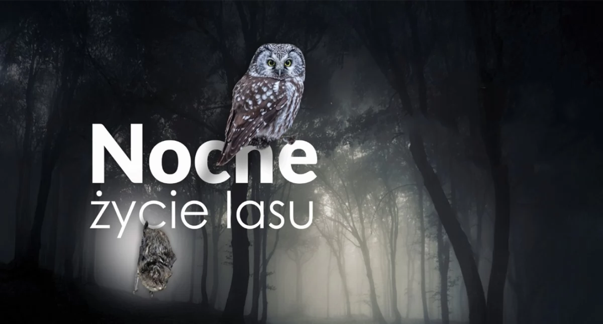 Babiogórski Park Narodowy zaprasza na kolejne spotkanie z cyklu Sowy, Las i My