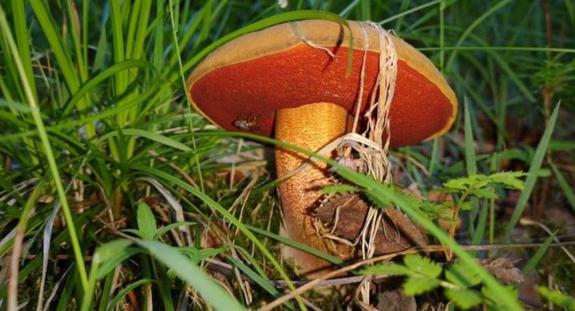 Sezon grzybowy w Beskidach. Zbieracie grzyby tylko z gąbką? Nie wszystkie są jadalne
