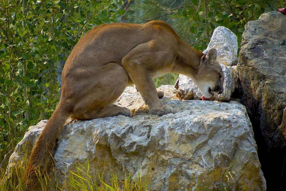 Puma w okolicach Pszczyny? Świadkowie widzieli dużego kota