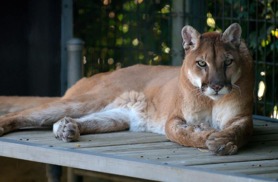 Czy puma grasuje w Beskidach?