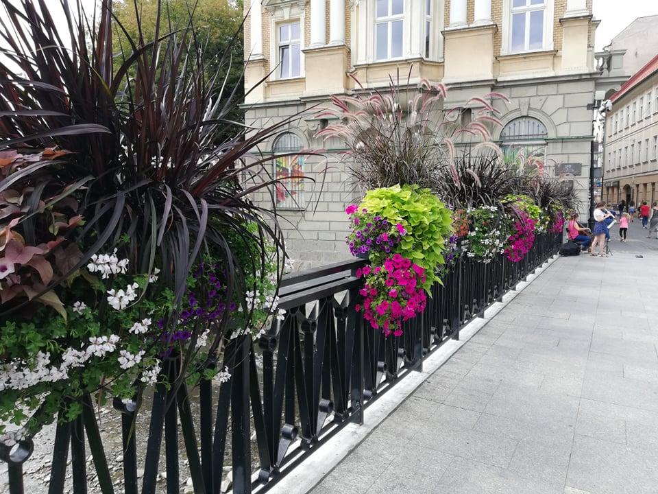 Terra Flower Power 2019.  Słaby wynik Bielska Białej i Żywca  - Są powody do śmiechu