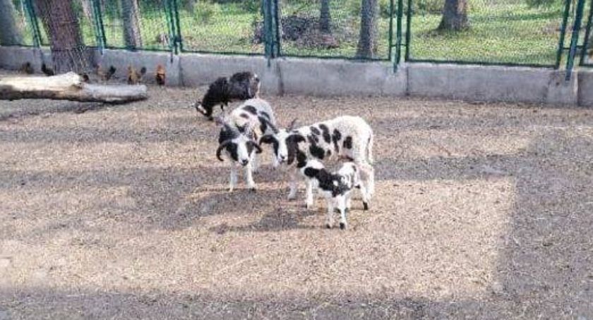 Nowy mieszkaniec Mini-ZOO w Żywcu. Owca św.Jakuba