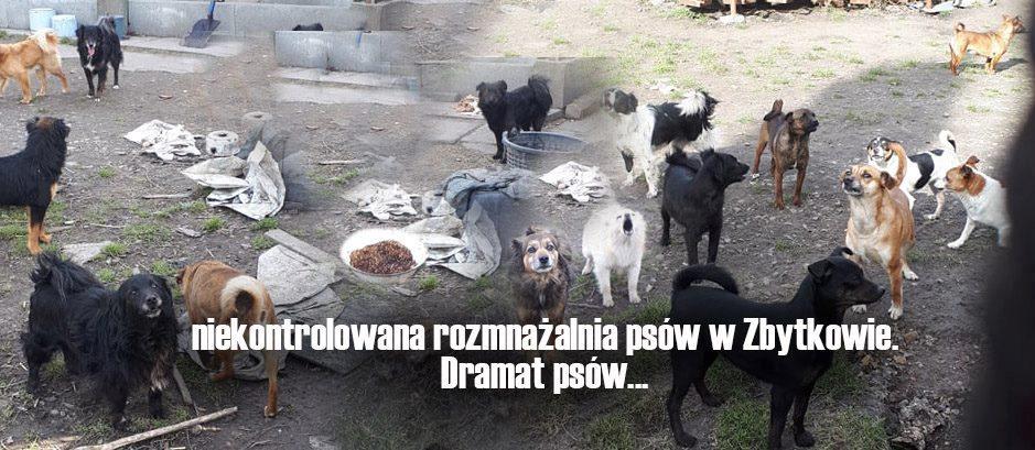 Psie piekło w Zbytkowie