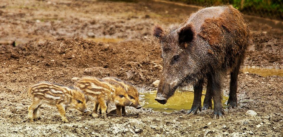 Koło Łowieckie Sokół z Bielska-Białej informuje o polowaniu zbiorowym na dziki