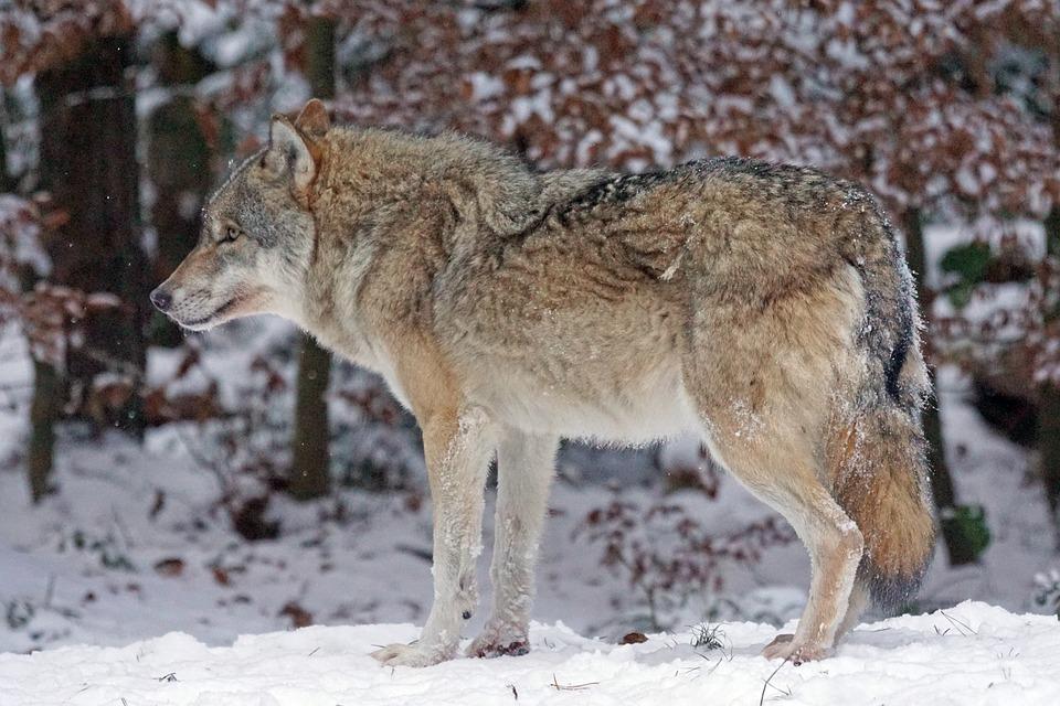 Wilki zadomowiły się w Beskidach
