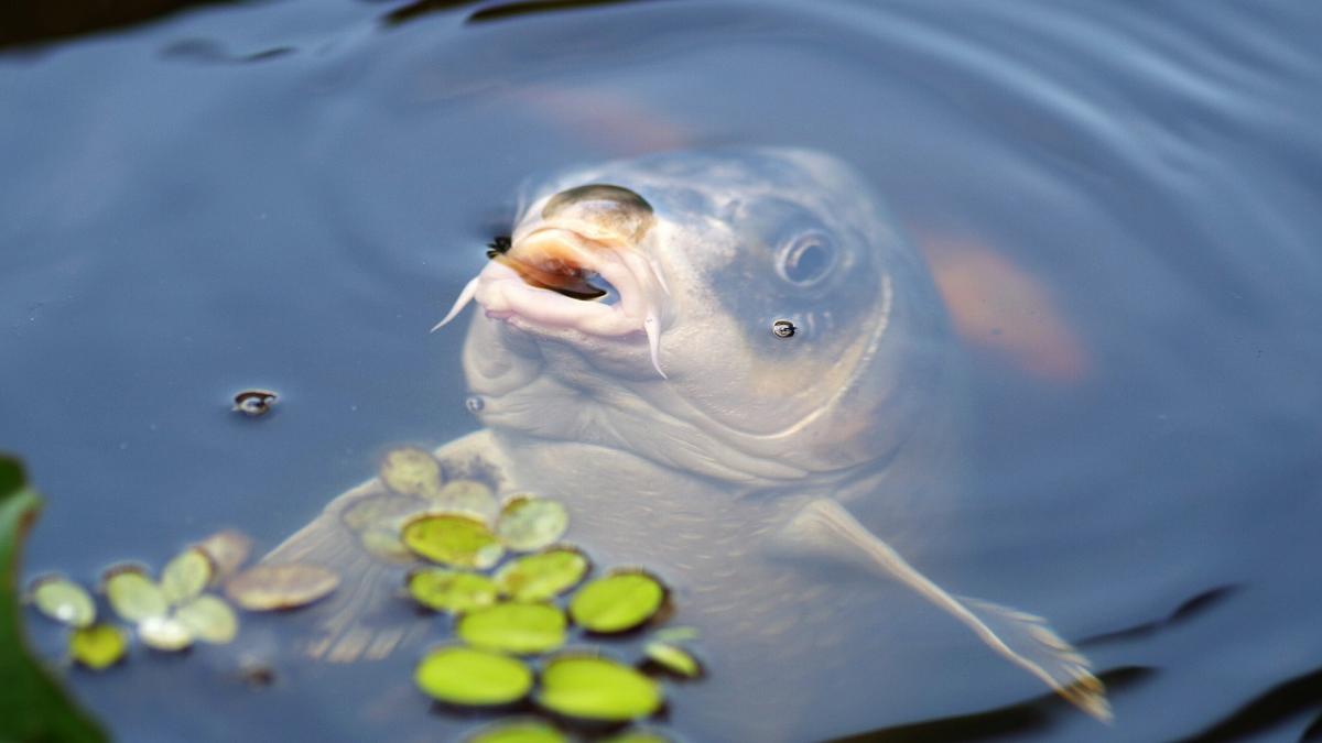 Beskidzki karp z rakiem!