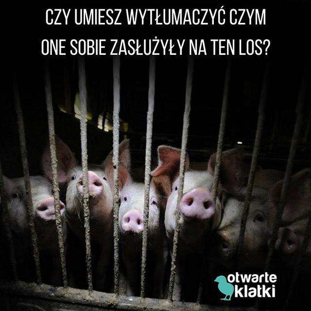 Otwarte klatkli w Bielsku - Białej. Akcja uliczna End Pig Pain