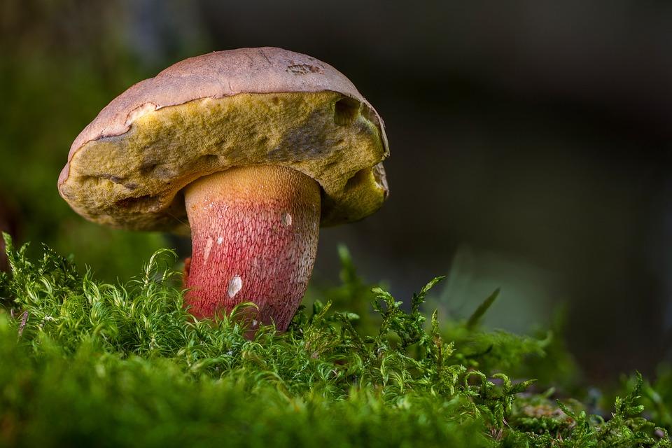 Sezon grzybowy rozpoczyna się na dobre