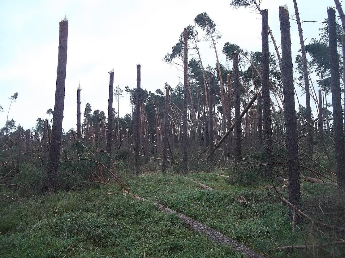 Bielsko-Biała pomoże gminie Czersk dotkniętej przez nawałnice