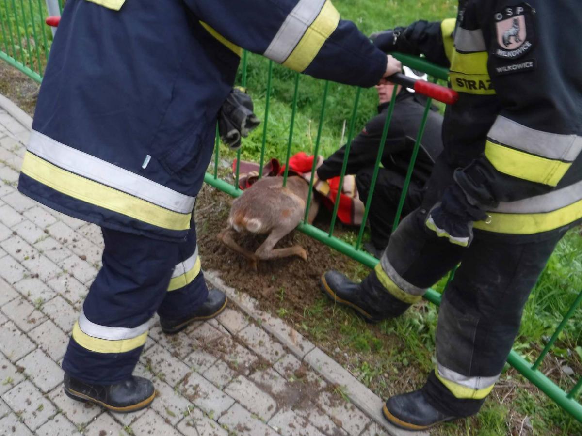 Strażacy OSP Wilkowice uratowali sarnę