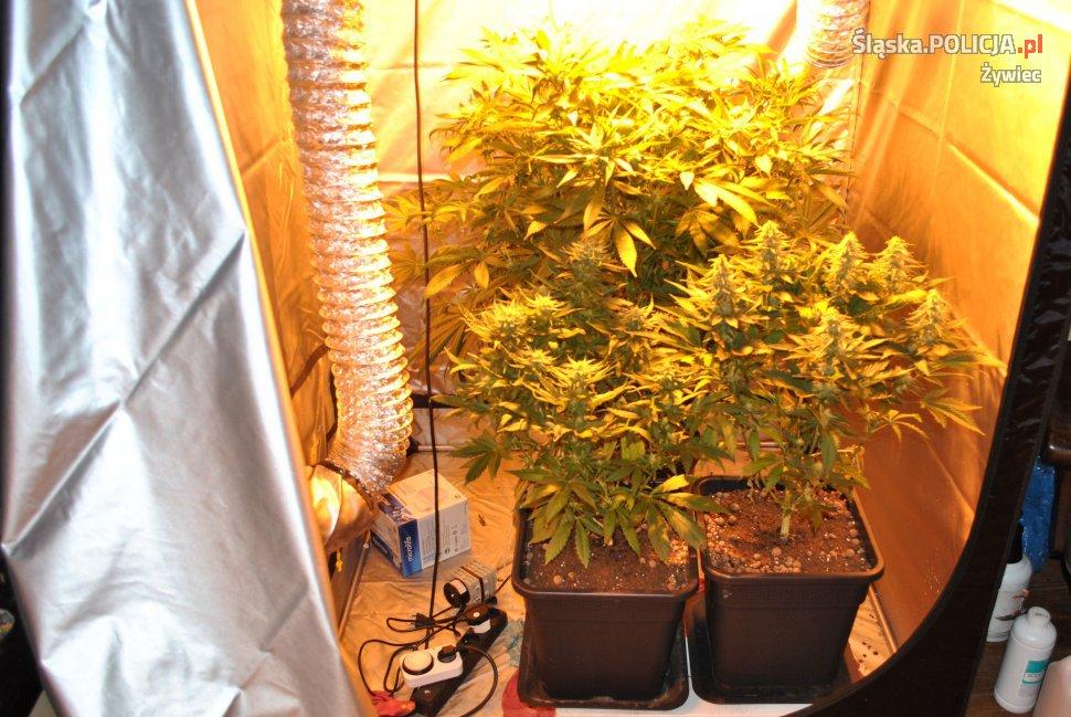Zlikwidowano plantację marihuany w Lipowej