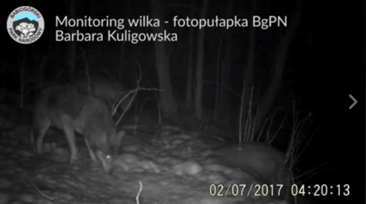 W okolicach Babiej Góry wilki złapały się w fotopułapkę (FILM)