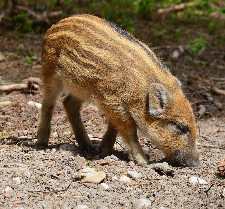 Liczenie dzików na Podbeskidziu