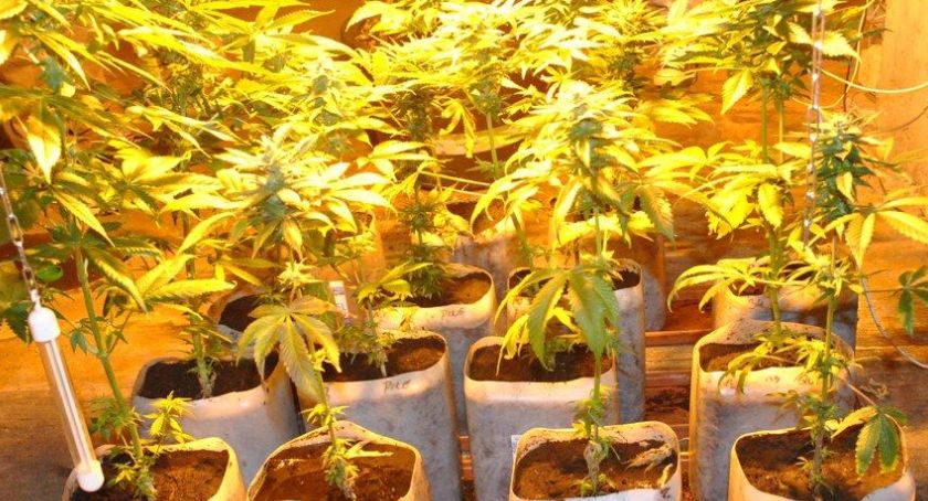 Plantacja konopi na strychu w Brennej